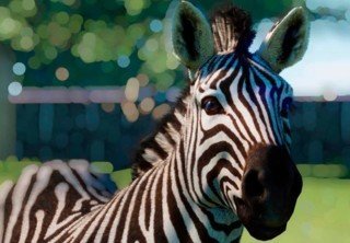 В Steam симулятор зоопарка Planet Zoo продают со скидкой 60%