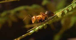 Empire of the Ants – опубликован трейлер стратегии про муравьев