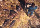 Fallout 76 выйдет в ноябре