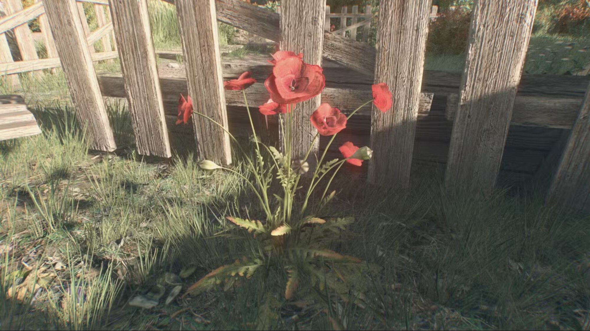 Как получить цветки мака в Dying Light The Beast
