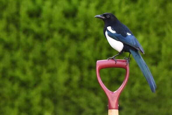 Все про сороку в Roblox Grow a Garden: что делает и как получить