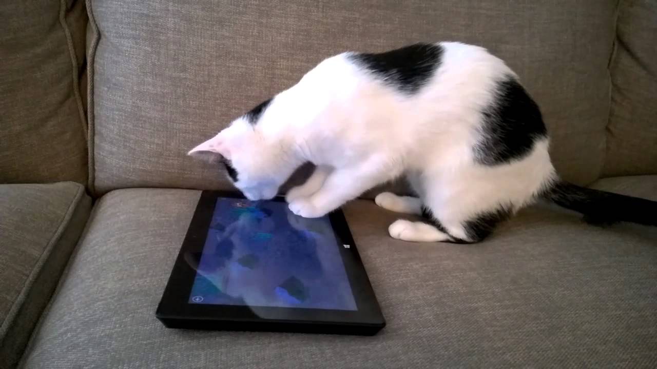 Муха игра для кошек на экране телефона. Игры для котов на экране телефона. Мышка для кошки на экране. Игры для кошек на экране телефона. Видео для кошек мышки на экране.