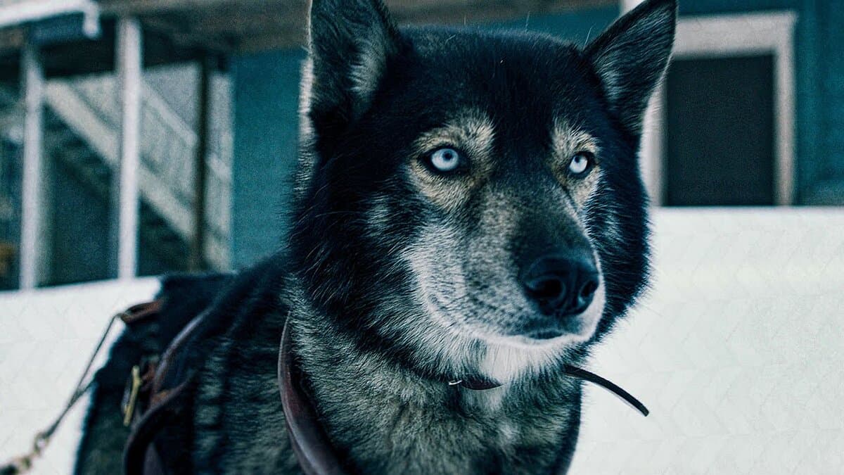 Не хуже «Хатико» — 5 фильмов про животных