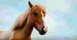 В Animal Shelter, симулятор приюта для животных, завезли лошадей