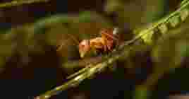 Empire of the Ants – опубликован трейлер стратегии про муравьев