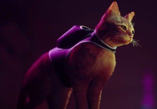 Stray — инди-игра про котика получила дату релиза