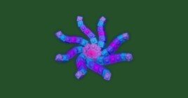 Октоблум в Роблокс Вырасти Сад Гров э Гарден