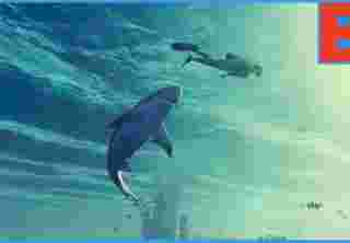 На PC Gaming Show показали трейлер симулятора акулы ManEater