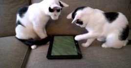 Как развлечь своего кота — игры для кошек на андроид и ПК