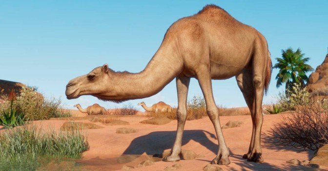 Planet Zoo – для симулятора зоопарка вышел набор «Сухой климат»