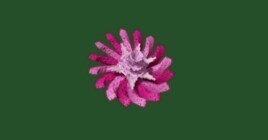 Розовобокий одуванчик в Роблокс Вырасти Сад Гров э Гарден